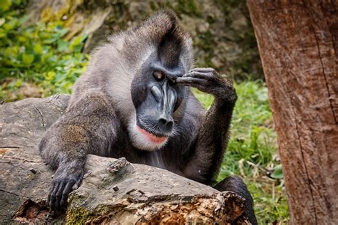 Find a video of monkey funny to use in your next project. Free monkey funny clips for download. Royalty-free videos. ape monkey primate. 4K 00:09. zoo animal nature cute. HD 00:44. ape monkey primate. 4K 00:22. monkey dance 3d. HD 00:21. ape monkey primate. 4K 00:21. monkey cute funny. HD 00:24. ape monkey primate. 4K 00:13. monkey …